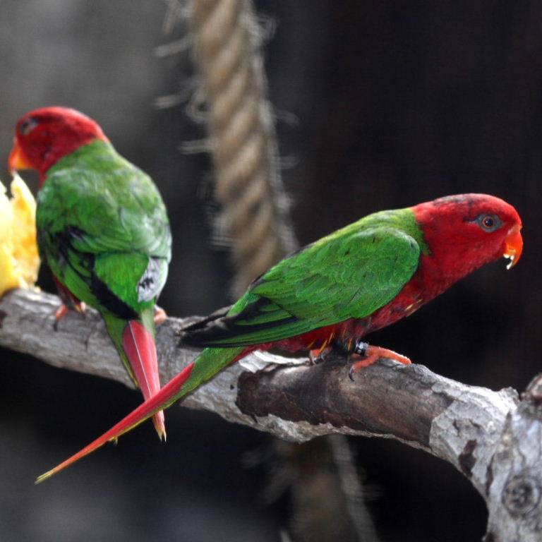 Украшенные лори: фото, особенности разноцветных попугаев