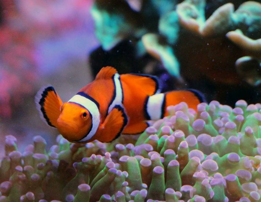 Боция клоун и еще 12 видов рыбки