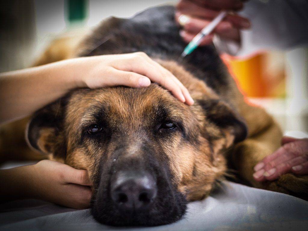Чумка у собак: симптомы, лечение и профилактика