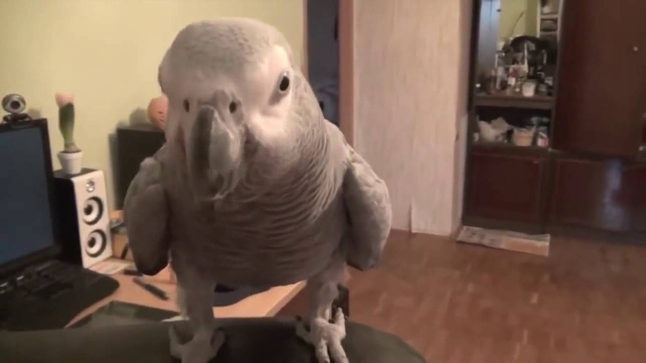 Волнистые попугаи - музыкальные птицы: от умения слушать к красивому чириканью и пению