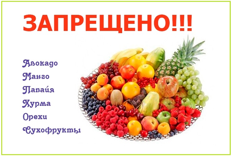 ? какие фрукты, овощи и ягоды можно попугаю: советы по кормлению