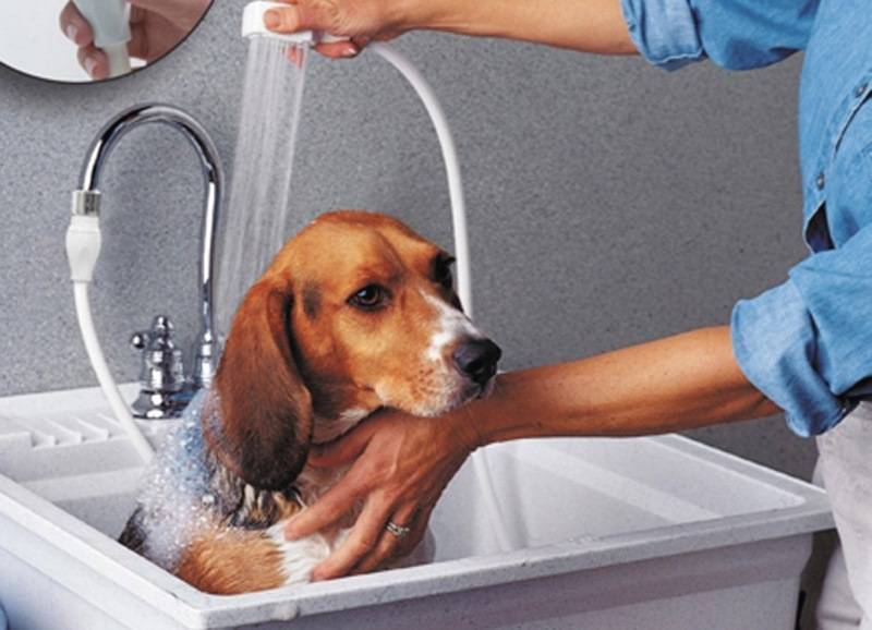 Нужно ли мыть собаку и как часто: советы экспертов
