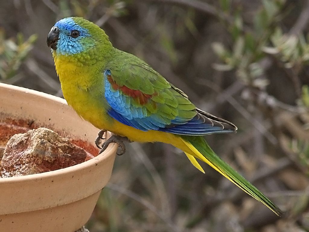 Попугаи австралии - фото, виды и породы, описание