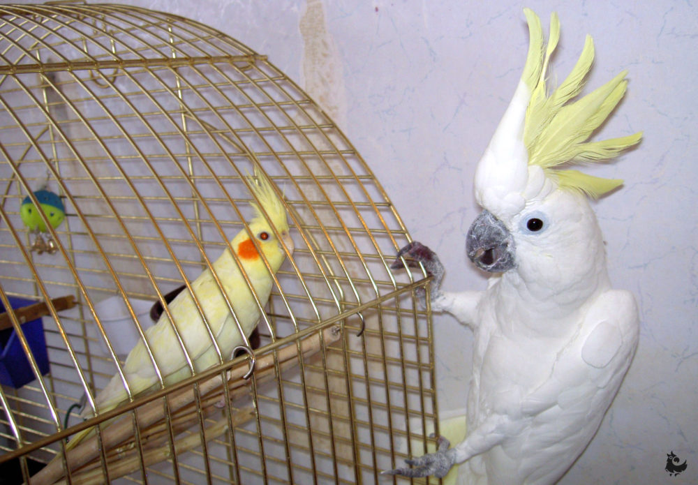 Сколько живут попугаи в домашних условиях?