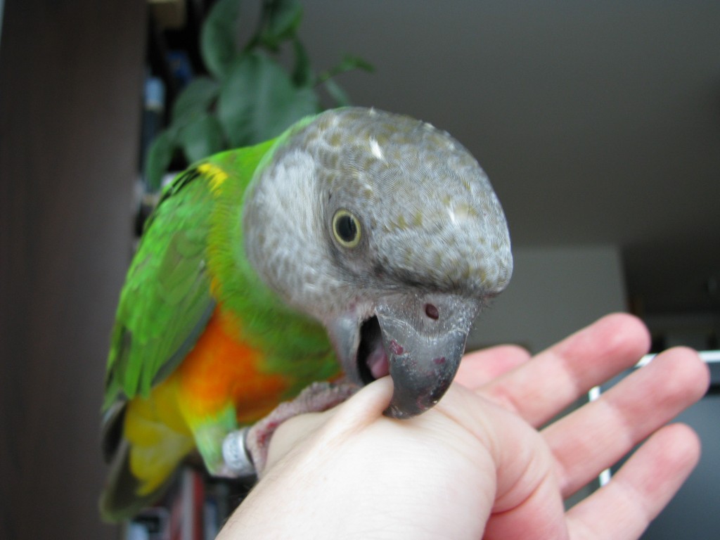 Из-за чего попугай может стать агрессивным?