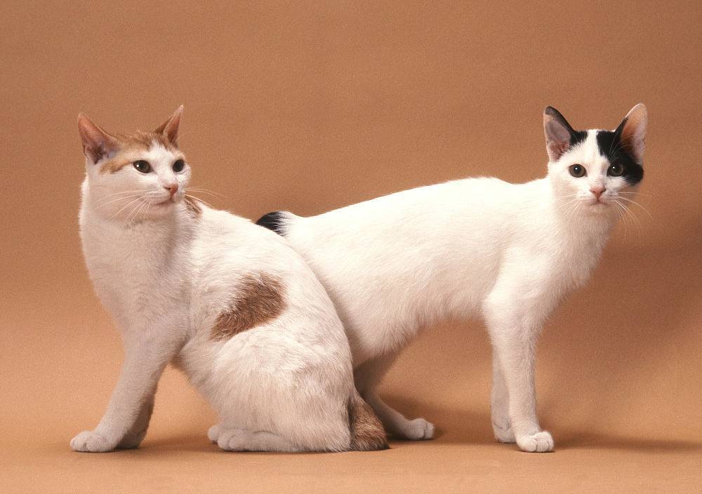 Японский бобтейл пушистые кошки из японии, стоимость japanese bobtail