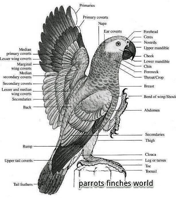 Скелет попугая: особенности строения, анатомии волнистой птицы, какие части тела имеет и сколько пальцев у пернатого