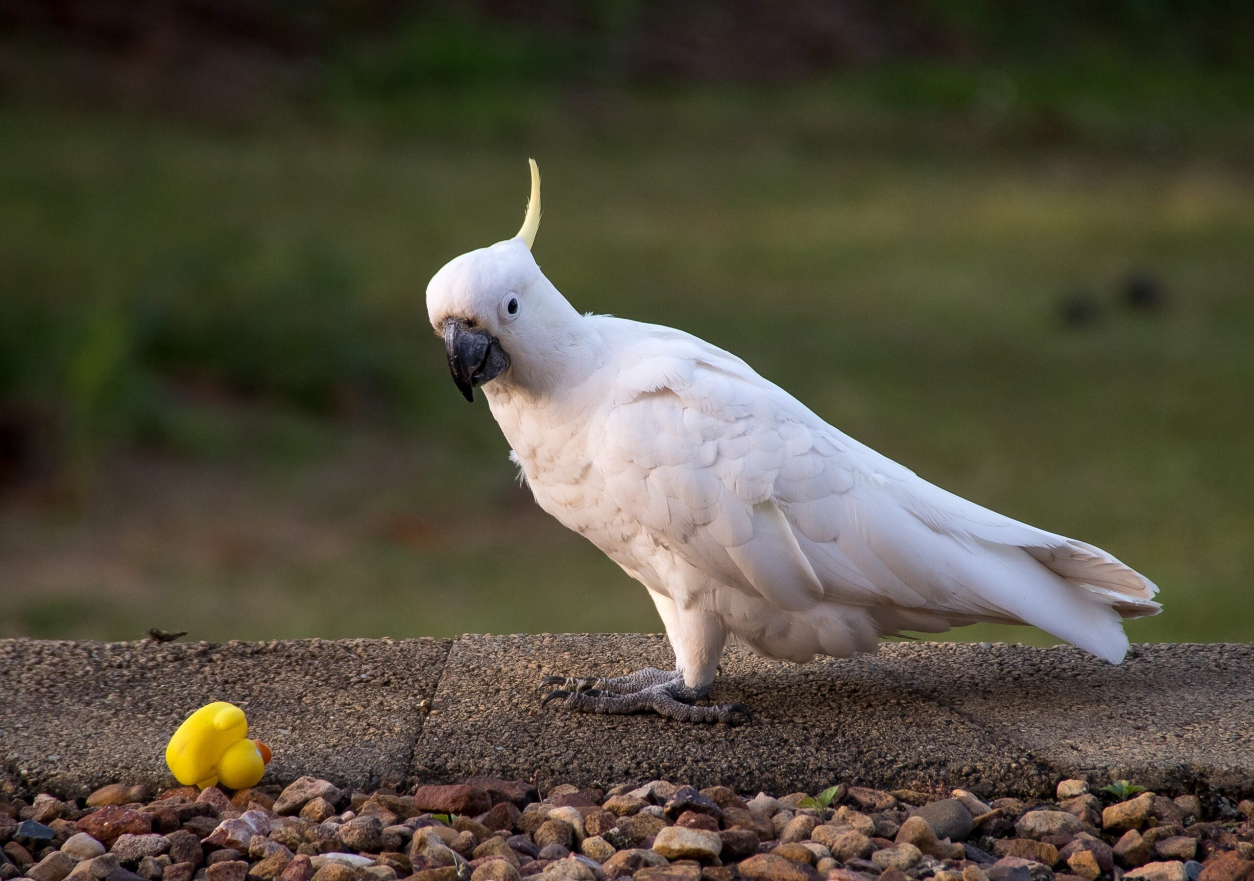 Продолжительность жизни попугаев какаду | сколько живут какаду
