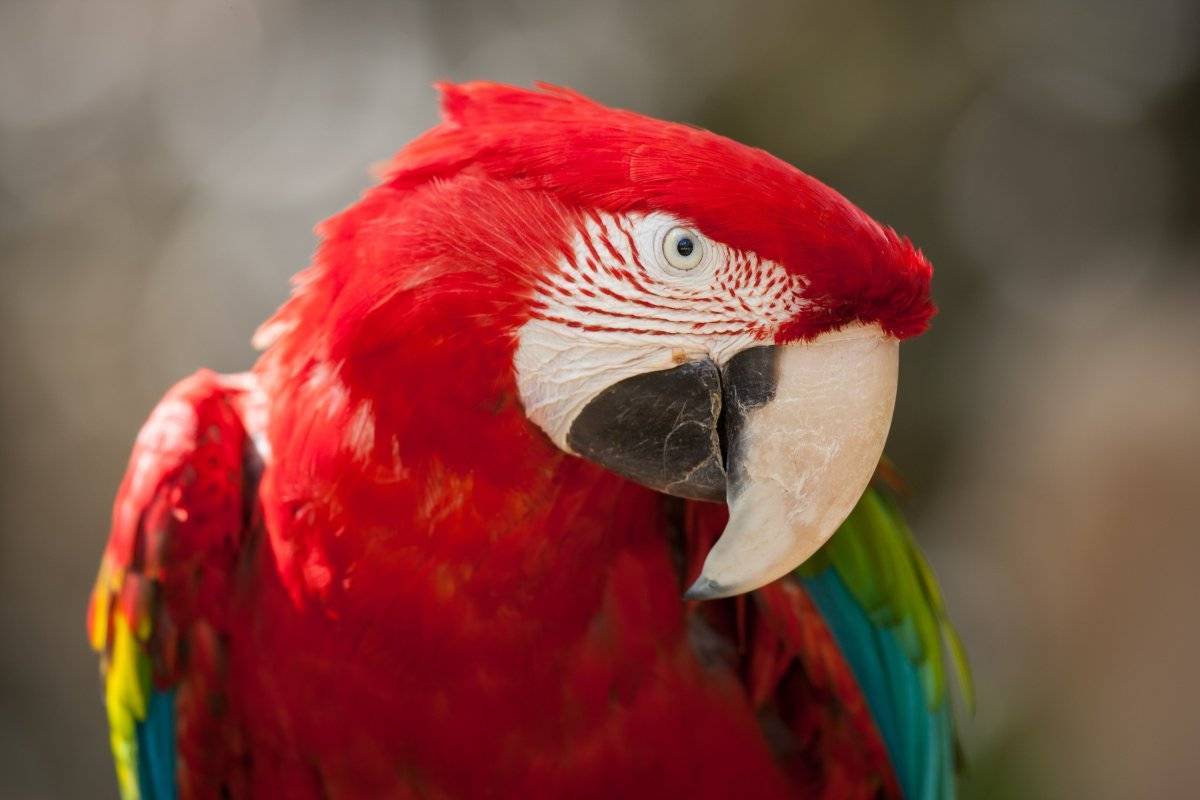 Самые говорящие породы попугаев