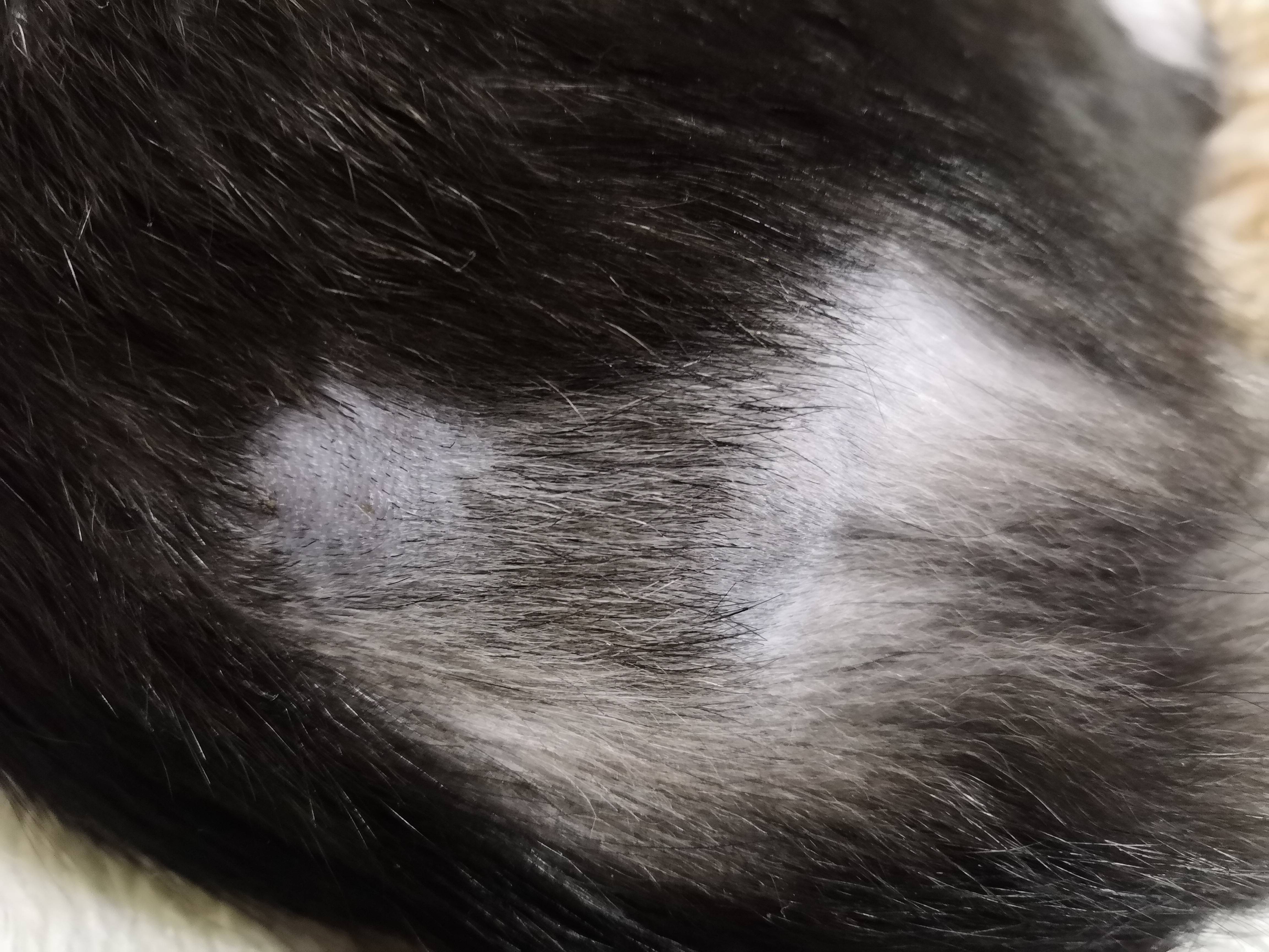 Выпадение шерсти у кошек - причины, лечение и профилактические меры