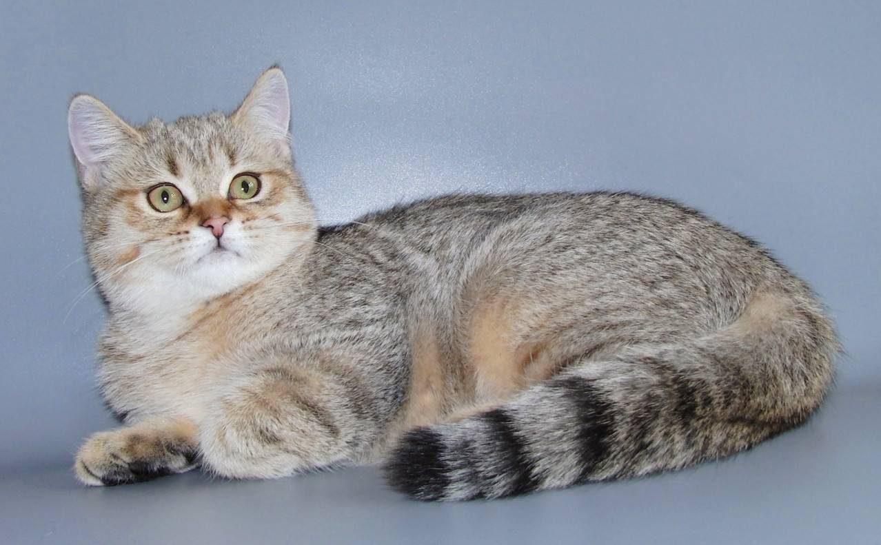 Шотландская прямоухая кошка скоттиш-страйт: характеристика породы, фото  - mimer.ru