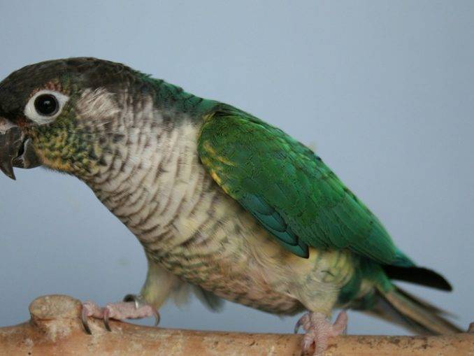 Правильное содержание попугаев. как избежать болезней попугая