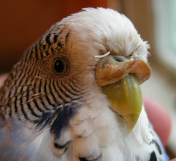 Восковица у волнистого попугая: что это, сухая и наросты, коричневая, потемнела, шелушится