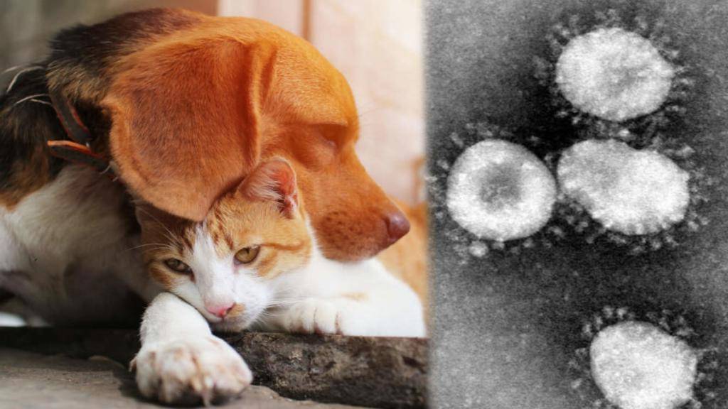 Болеют ли животные коронавирусом covid-19?