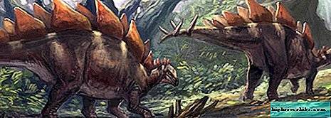 Стегозавр | парк юрского периода вики | fandom
