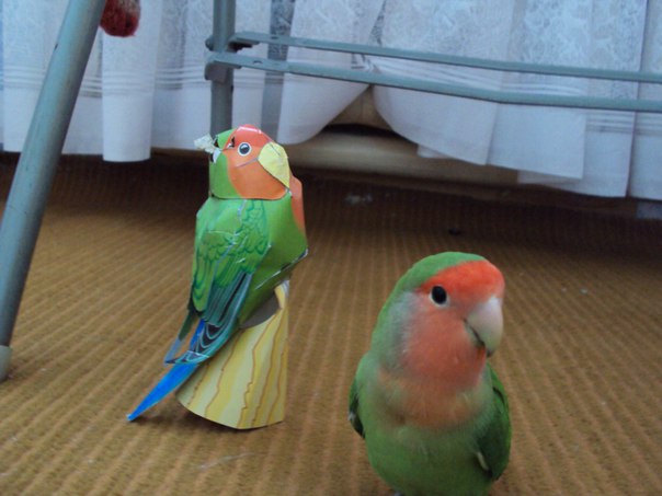 Волнистые попугаи-неразлучники: уход и содержание в домашних условиях