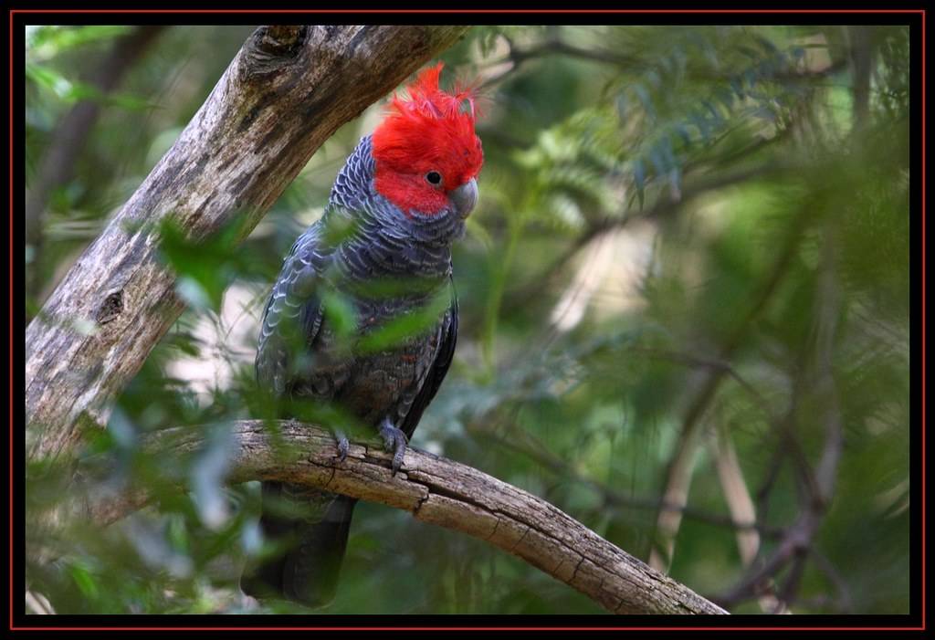 Шлемоносный какаду: фото, характер и описание австралийских попугаев