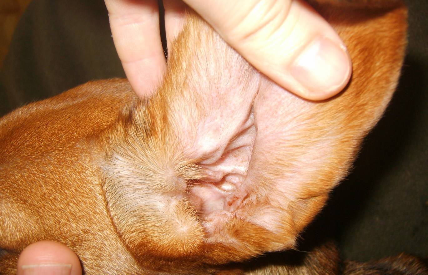 Отодектоз, ушной клещ, «ушная чесотка» у животных: симптомы, лечение | евровет
