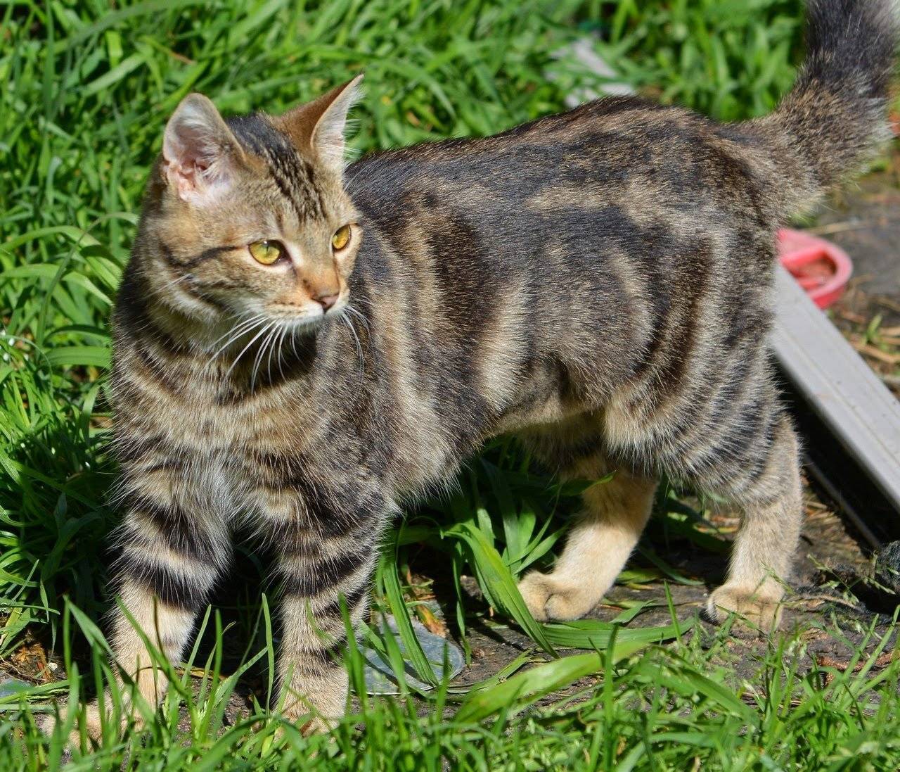 Азиатская табби: кошки и коты