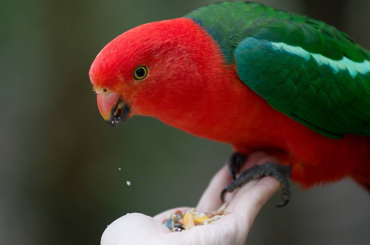 Королевский попугай: описание, фото, содержание и уход