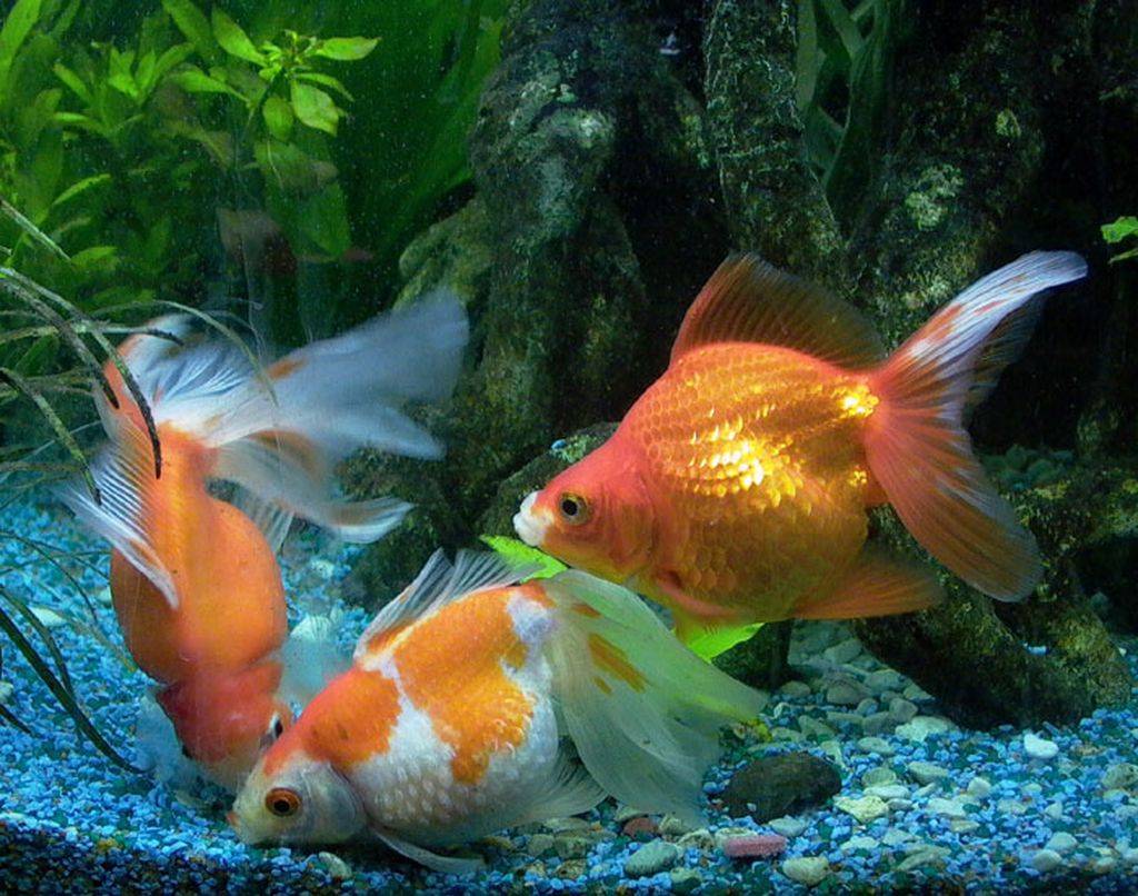 Золотая рыбка оранда: подвиды аквариумного питомца, нюансы содержания и ухода - kotiko.ru
