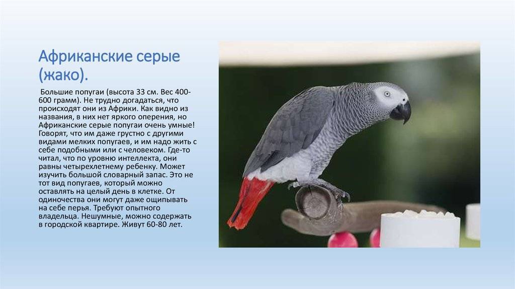 Попугаи жако: описание, характер, содержание и уход в домашних условиях :: syl.ru