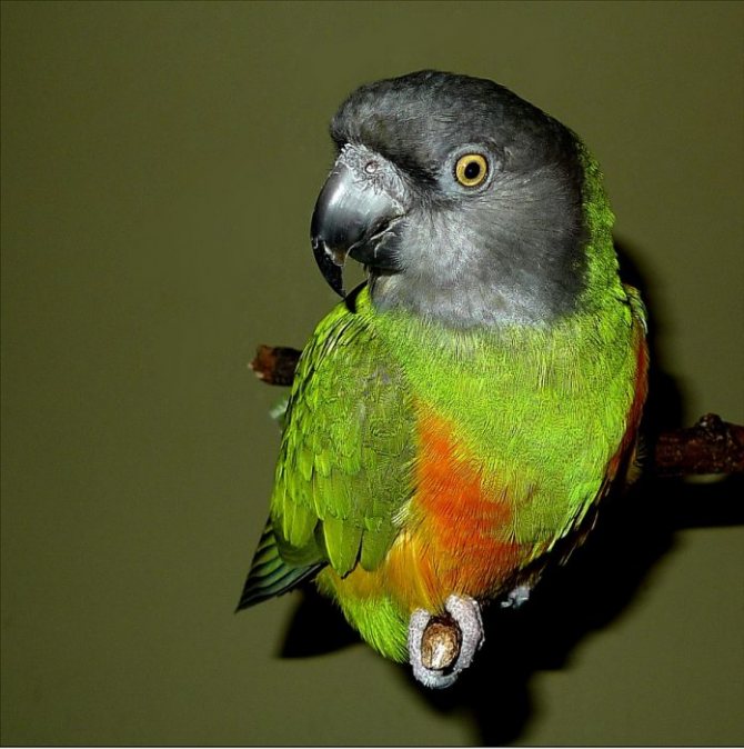 Жёлто-зелёный сенегальский попугай с серой головой