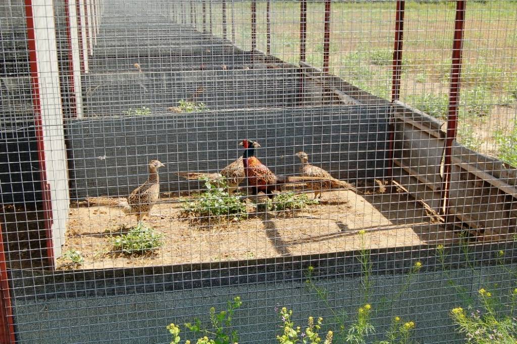 Содержание, уход и выращивание фазанов в домашних условиях