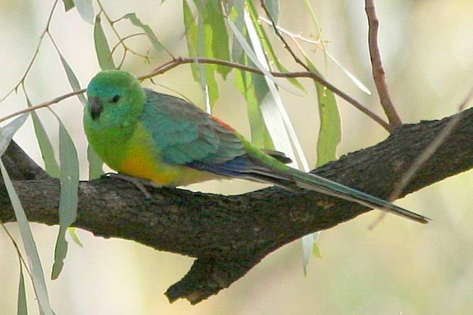 Плоскохвостый попугай: описание необычных певчих птиц