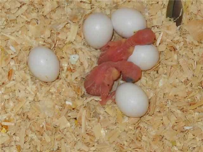 Сколько высиживают яйца волнистые попугаи?
