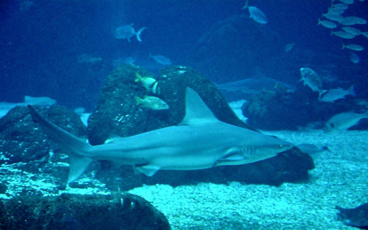 Какие акулы  опасны для человека
