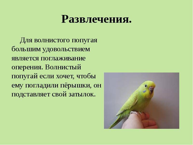 Окрасы волнистых попугаев: общая информация
