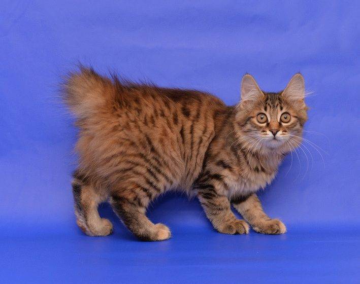 Японский бобтейл: описание породы, характер кошки, советы по содержанию и уходу, фото