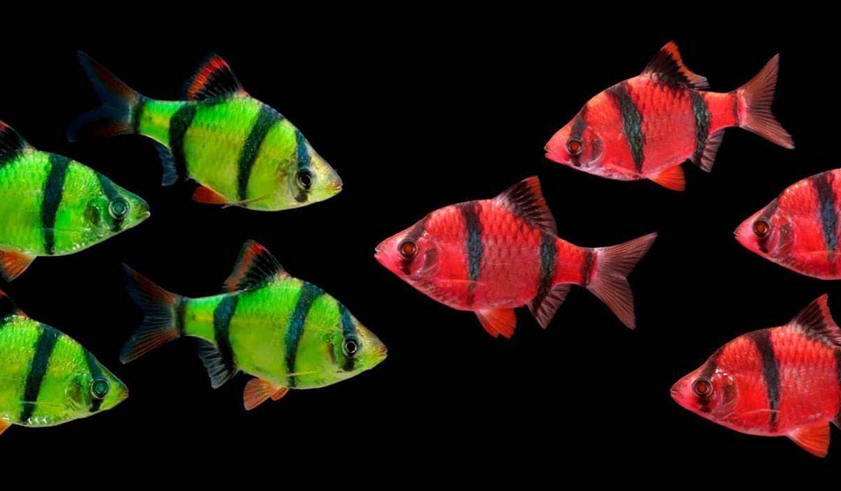 Топ-11 самых неприхотливых аквариумных рыбок: виды, фото и содержание