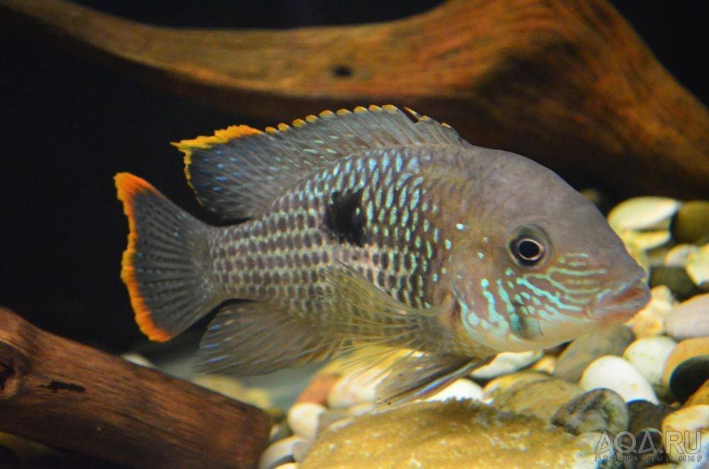 Акара бирюзовая:содержание рыбки в аквариуме, совместимость