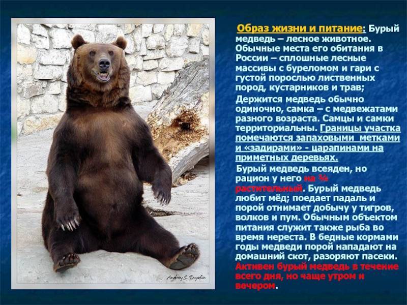 Медведь: фото животного, где живет, чем питается, виды, повадки, интересные факты, сколько живет