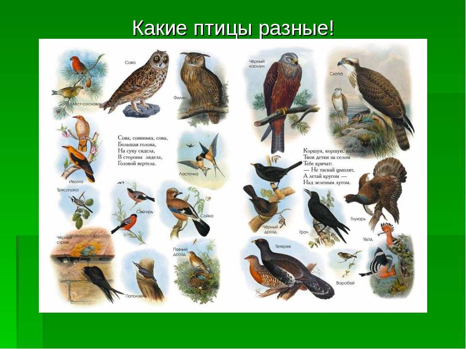 Птицы средней полосы россии фото с названиями