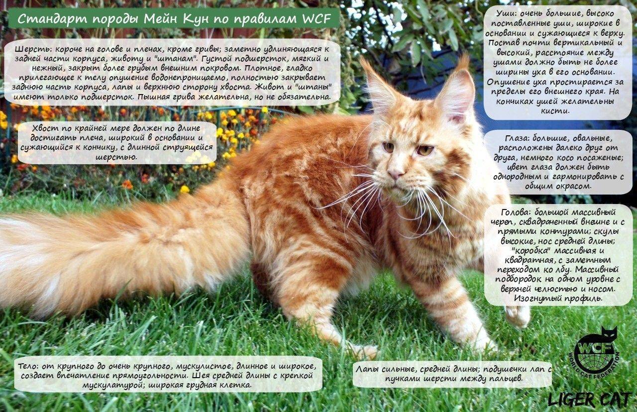 Мейн-кун ???? фото кошки, история, описание, характер, уход, кормление породы, как назвать, размер и вес - kotiko.ru