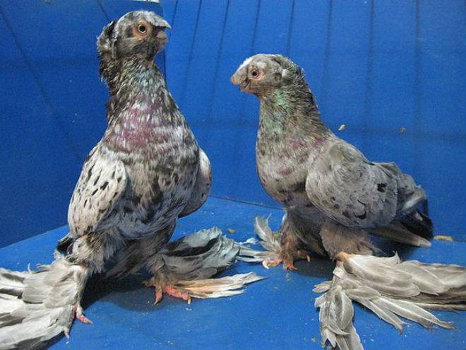 Бакинские бойные голуби – замечательная летная порода
