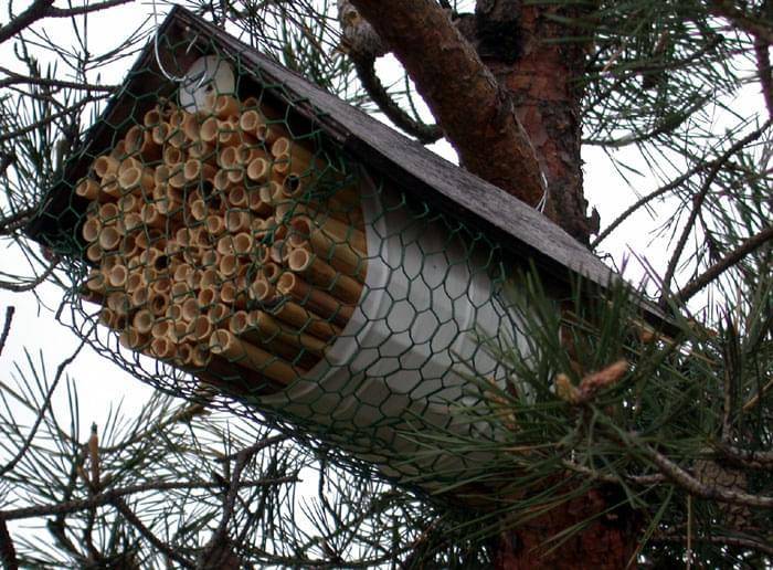 Как избавиться от пчел на своем участке: от диких, соседских, чего боятся, защита, яд, ловушки, как отвадить, какие растения не любят, видео