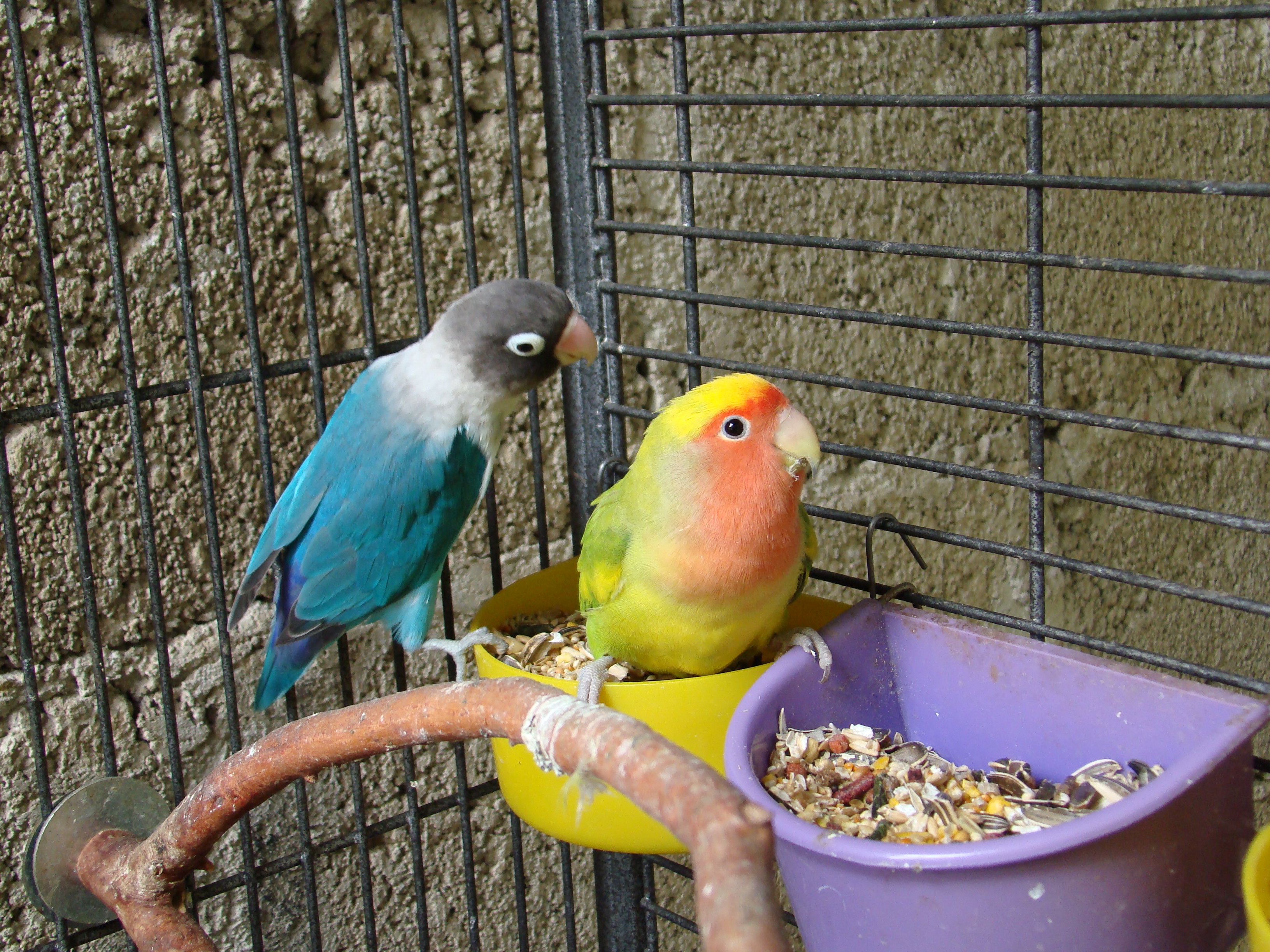 Разведение попугаев как бизнес в домашних условиях
