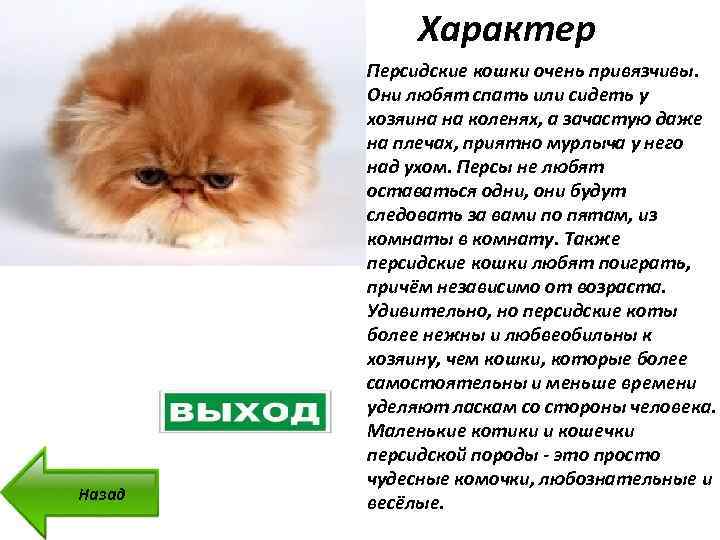 Персидская кошка: фото, описание породы и характера, содержание в домашних условиях