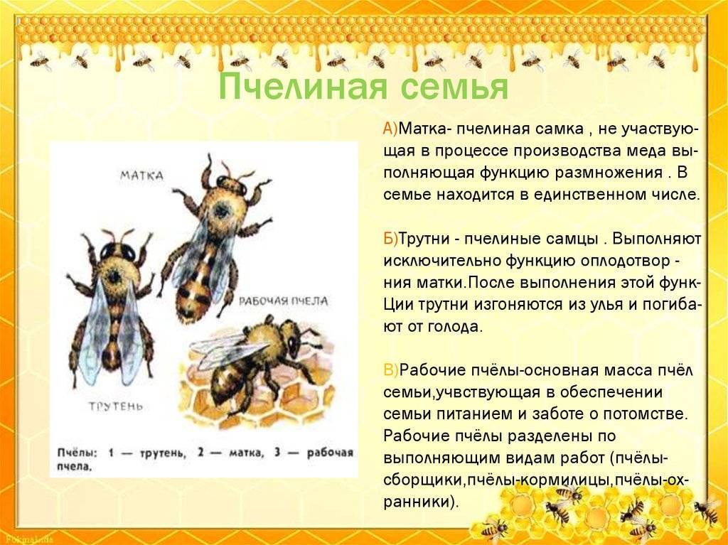 Идеальная пчелосемья, сколько стоит семья пчел. жизнь и биология пчелиной семьи.