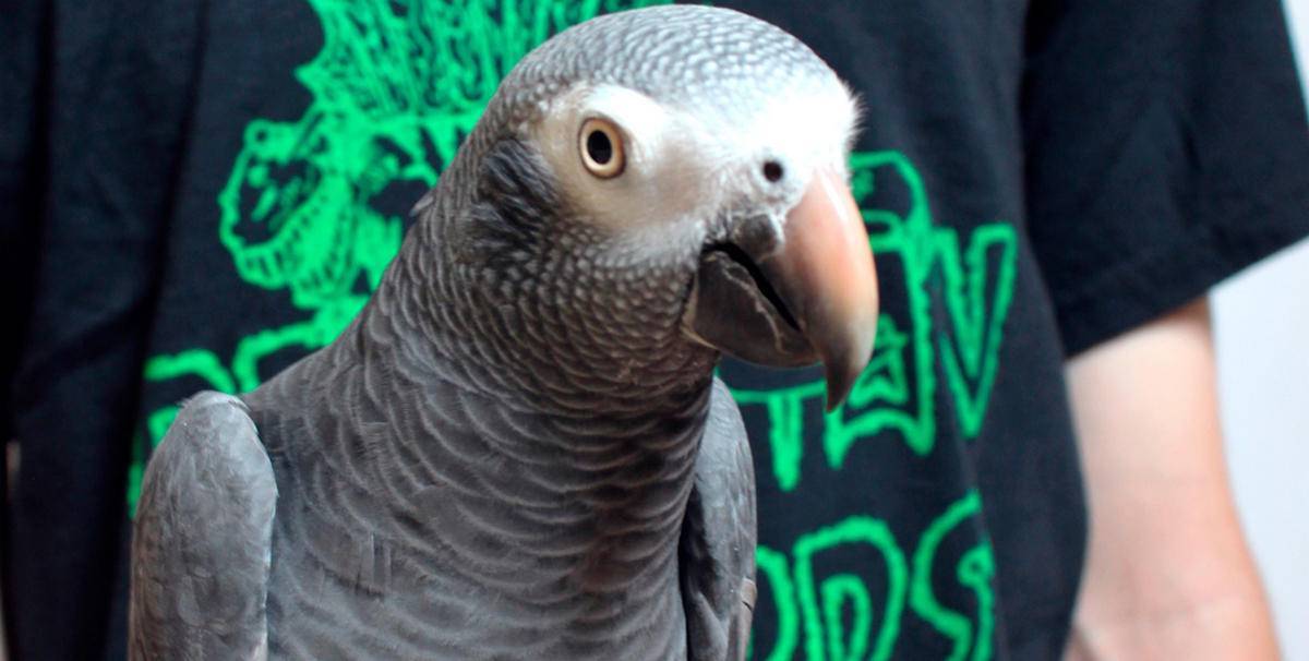 Вокалист рок группы Hatebeak – попугай жако по имени Вальдо