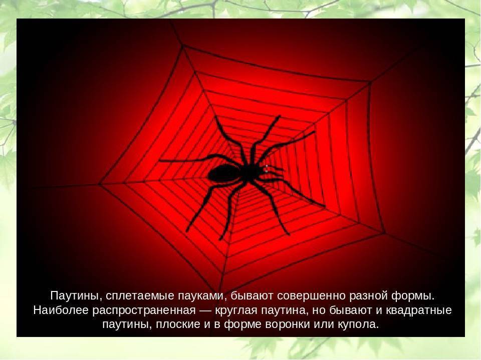 Как паук плетет паутину? где образуется и как используется пауком паутина
