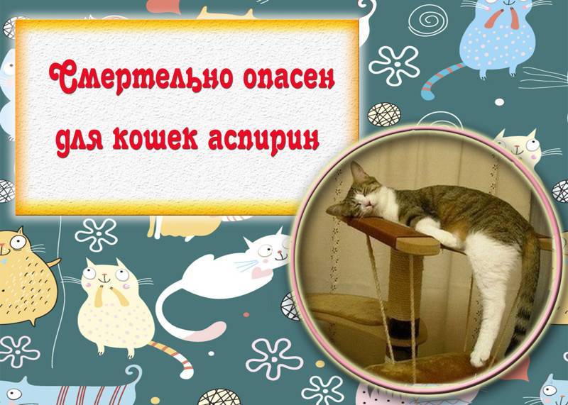 34 интересных факта о котах и кошках