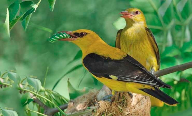 Иволга: описание птицы, где обитает, чем питается, сколько живет