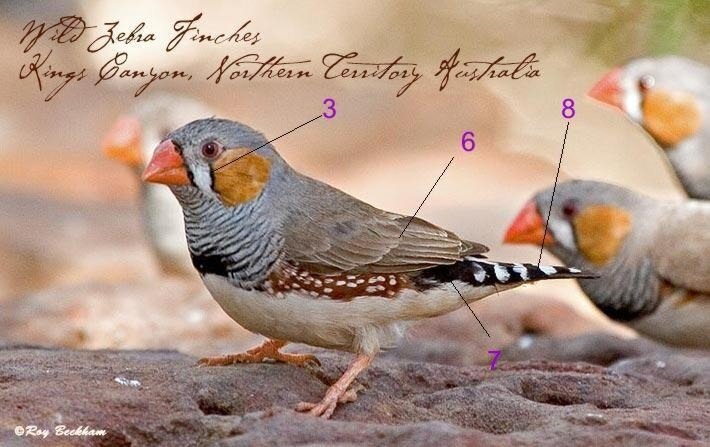 Птицы амадины, описание, виды, уход и содержание, характер