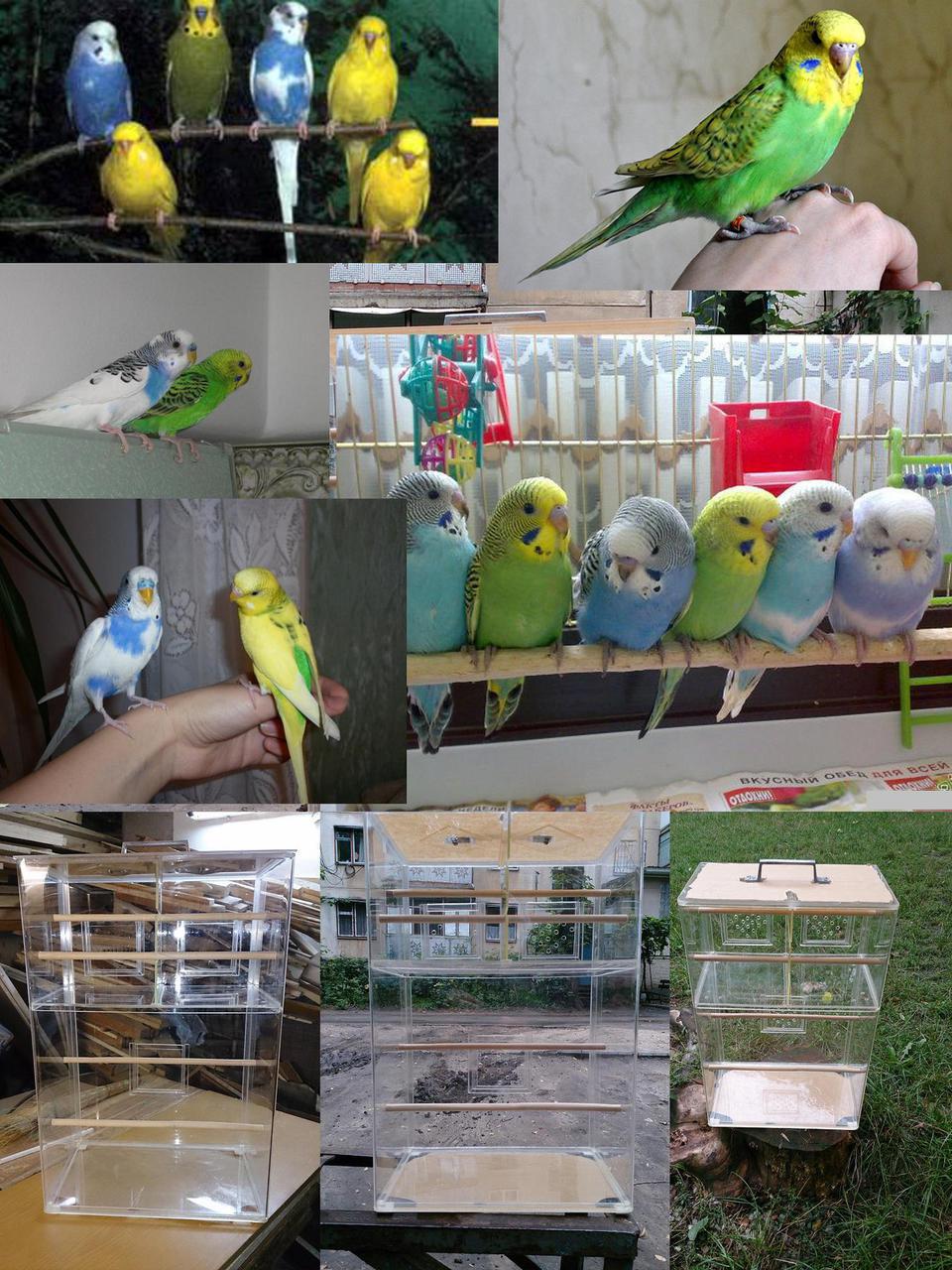 Бизнес на разведении волнистых попугаев в домашних условиях