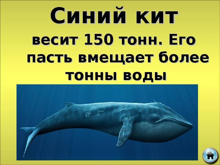Сколько весит кит